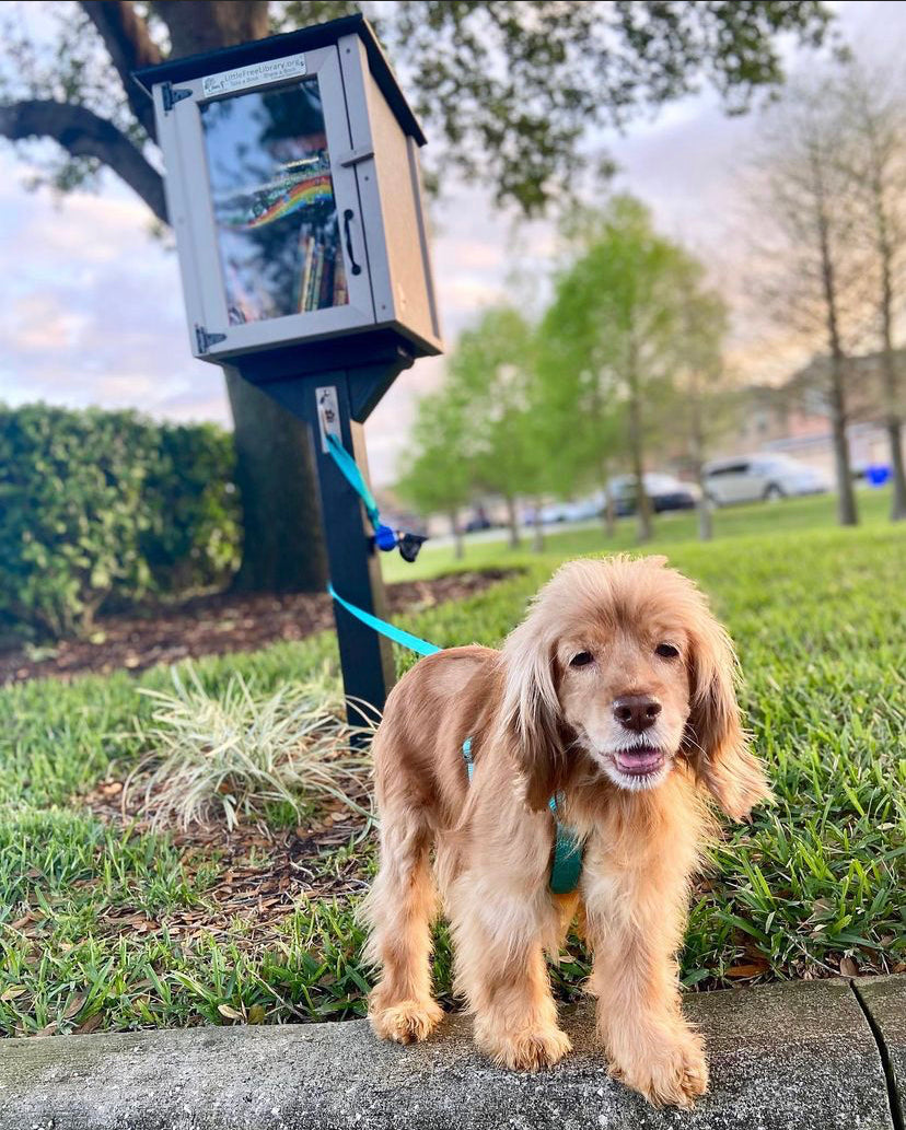 Dog Hook – Little Free Library